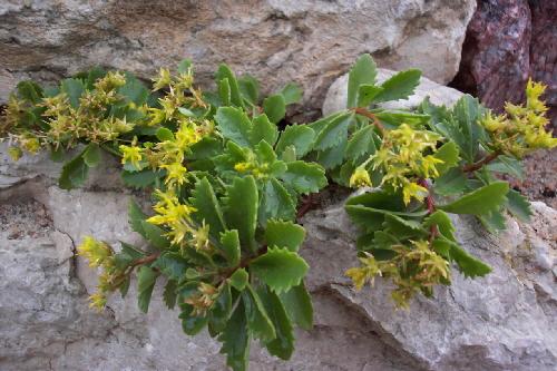 sedum floriferum